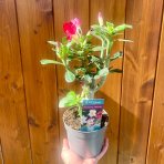 Púštna ruža červená (Adenium obesum) – výška 20–30 cm, kont. C1L